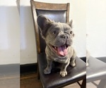 Small #1 French Bulldog