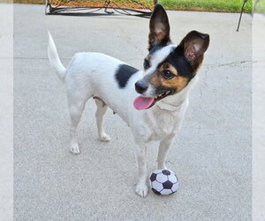 Chihuahua Dogs for adoption in Rancho Cucamonga, CA, USA