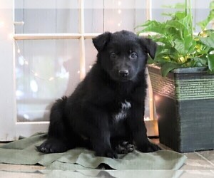 German Shepherd Dog Puppy for sale in FREDERICKSBG, OH, USA