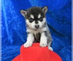 Small Photo #8 Alaskan Klee Kai Puppy For Sale in NORWOOD, MO, USA