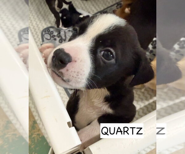 Medium Photo #2 American Staffordshire Terrier-Unknown Mix Puppy For Sale in Gilberts, IL, USA