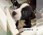 Small #1 American Staffordshire Terrier Mix