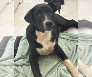 Labrador Retriever-Unknown Mix Dogs for adoption in Wetumpka, AL, USA