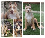 Small Photo #1 American Bully Puppy For Sale in SAN JOSE, CA, USA