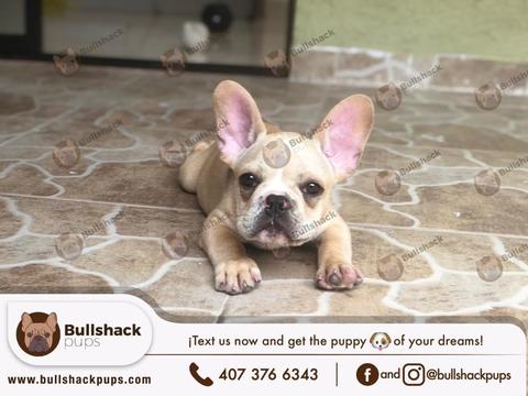 Medium Photo #1 Bulldog Puppy For Sale in KISSIMMEE, FL, USA