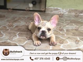 Bulldog Puppy for sale in KISSIMMEE, FL, USA