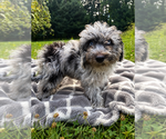 Small #2 Cavapoo (Miniature)