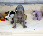 Puppy Chad AKC Weimaraner