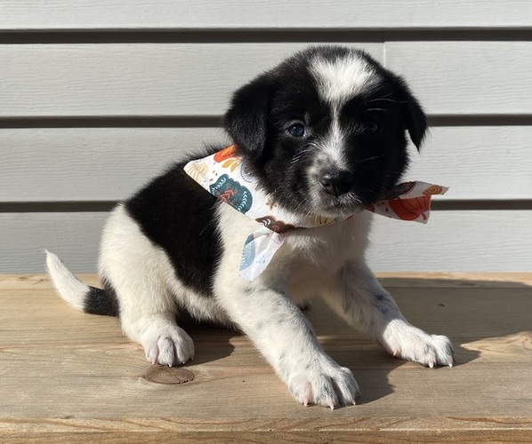 Medium Photo #34 Australian Cattle Dog Puppy For Sale in SMITHS CREEK, MI, USA
