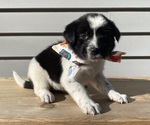 Mickey - Female Australian Cattle Dog Puppy for Sale - Photo #34