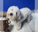 Small #1 Bichon Frise