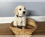 Small Photo #5 Golden Retriever Puppy For Sale in SIOUX FALLS, SD, USA
