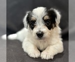 Image preview for Ad Listing. Nickname: Ashlynn