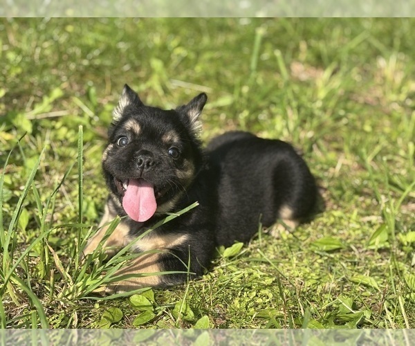 Medium Photo #2 French Bulldog Puppy For Sale in NEWTON, NJ, USA