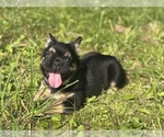 Small #1 French Bulldog