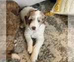 Small Photo #5 Aussiedoodle Puppy For Sale in CRAWFORDSVILLE, IN, USA