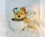 Small #2 Morkie