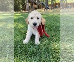 Small Photo #25 Labradoodle Puppy For Sale in DURHAM, CA, USA