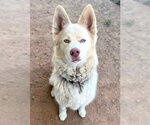 Small Akita-Siberian Husky Mix