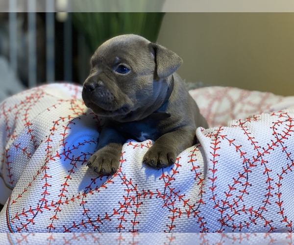 Medium Photo #6 American Bully Puppy For Sale in OVERLAND, KS, USA