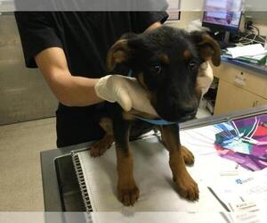 Doberman Pinscher-Unknown Mix Dogs for adoption in Riverside, CA, USA