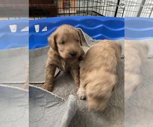 Goldendoodle (Miniature) Puppy for sale in IND HBR BCH, FL, USA