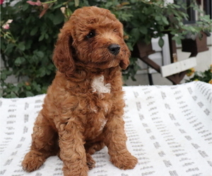 Poodle (Miniature) Puppy for sale in HONEY BROOK, PA, USA