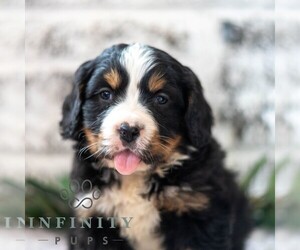 Bernese Mountain Dog-Cavalier King Charles Spaniel Mix Puppy for sale in RICHFIELD, PA, USA