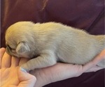 Small Photo #51 Pug Puppy For Sale in HILLSDALE, MI, USA