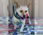 Small #2 Chihuahua