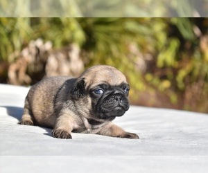 Pug Puppy for sale in PALM COAST, FL, USA