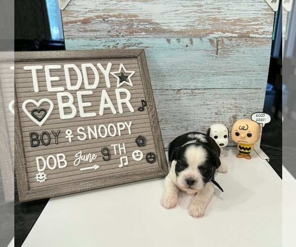 Medium Photo #1 Zuchon Puppy For Sale in NEW YORK MILLS, MN, USA