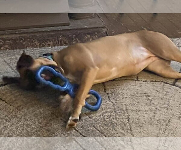 Medium Photo #5 Boxer-Unknown Mix Puppy For Sale in Burnsville, MN, USA