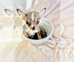 Small Chihuahua