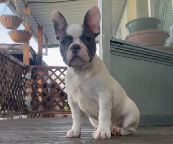 Medium Photo #5 French Bulldog Puppy For Sale in MEDFORD, OR, USA