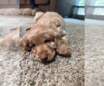 Small Photo #8 Cock-A-Poo-Goldendoodle Mix Puppy For Sale in CONCORD TWP, OH, USA