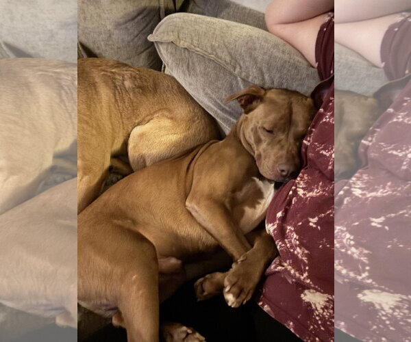 Medium Photo #10 Labrador Retriever-Unknown Mix Puppy For Sale in Doylestown, PA, USA