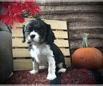 Small Photo #8 Cavalier King Charles Spaniel Puppy For Sale in CLARE, MI, USA
