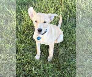 Chihuahua Dogs for adoption in St. Louis Park, MN, USA