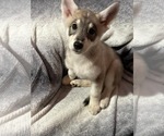 Small Photo #3 German Shepherd Dog-Siberian Husky Mix Puppy For Sale in BEAUMONT, CA, USA