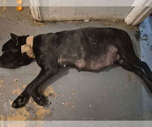 Mother of the Cane Corso puppies born on 03/26/2026