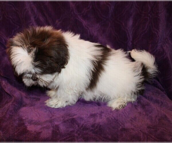 Medium Photo #5 Shih Tzu Puppy For Sale in BLOOMINGTON, IN, USA
