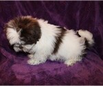 Small Photo #5 Shih Tzu Puppy For Sale in BLOOMINGTON, IN, USA
