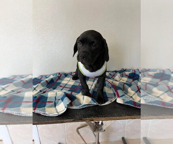 Medium Photo #3 Labbe Puppy For Sale in Osgood, IN, USA