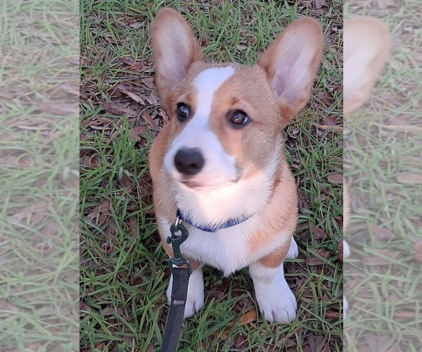 Medium Photo #1 Pembroke Welsh Corgi Puppy For Sale in HILLIARD, FL, USA