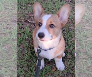 Pembroke Welsh Corgi Puppy for sale in HILLIARD, FL, USA