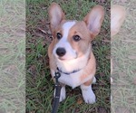 Small Pembroke Welsh Corgi