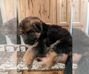 German Shepherd Dog Puppy for sale in ADDISON TOWNSHIP, MI, USA