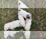 Small Photo #3 Great Pyrenees Puppy For Sale in WINGINA, VA, USA