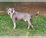 Small #13 American Staffordshire Terrier